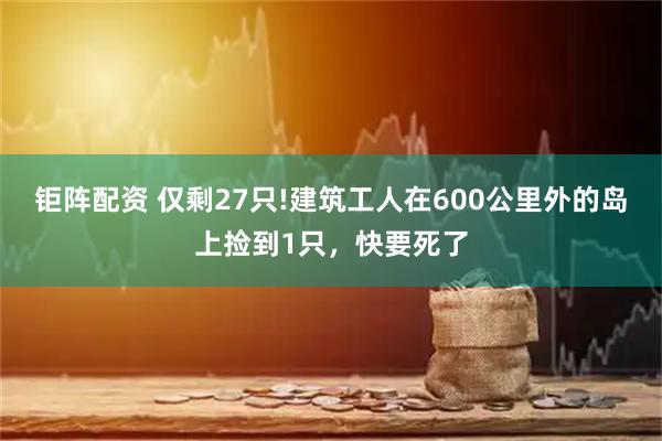 钜阵配资 仅剩27只!建筑工人在600公里外的岛上捡到1只，快要死了